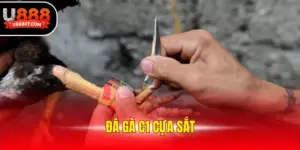 Đá gà c1 cựa sắt