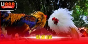 Đá Gà Live
