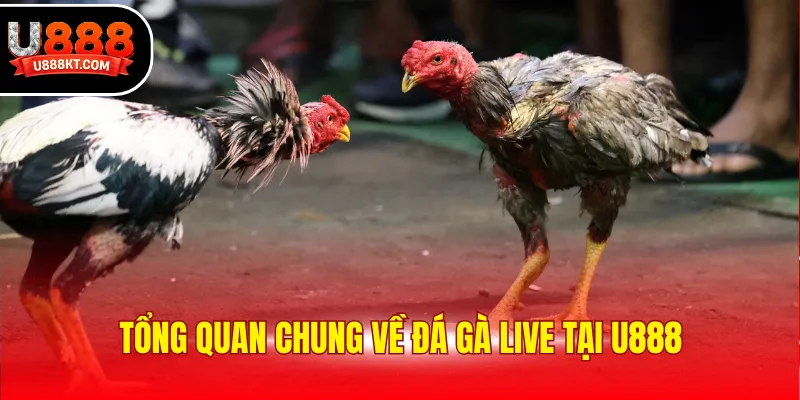 Tổng quan chung về đá gà live tại U888